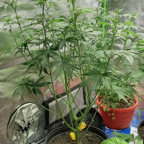 HP-00 growlog timeline photo