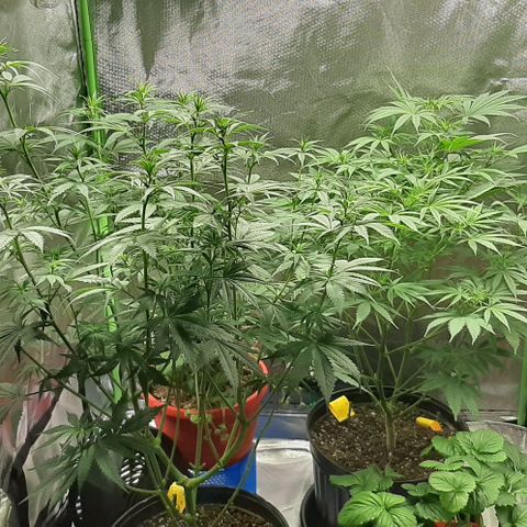 HP-00 growlog timeline photo