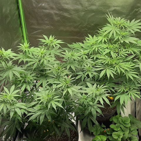HP-00 growlog timeline photo