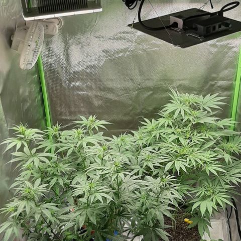 HP-00 growlog timeline photo