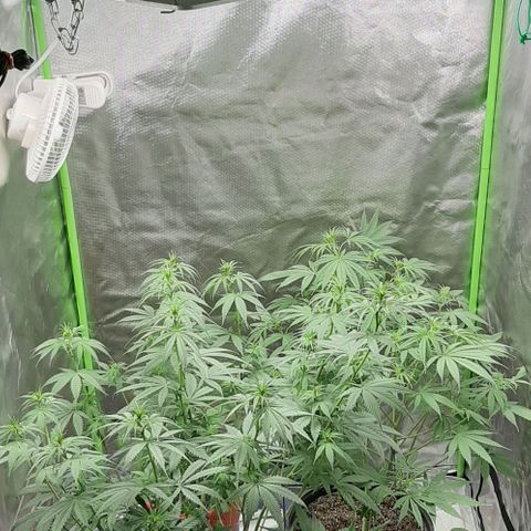 HP-00 growlog timeline photo