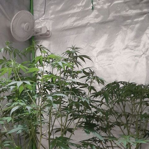 HP-00 growlog timeline photo
