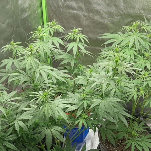 HP-00 growlog timeline photo