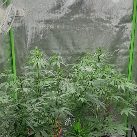 HP-00 growlog timeline photo