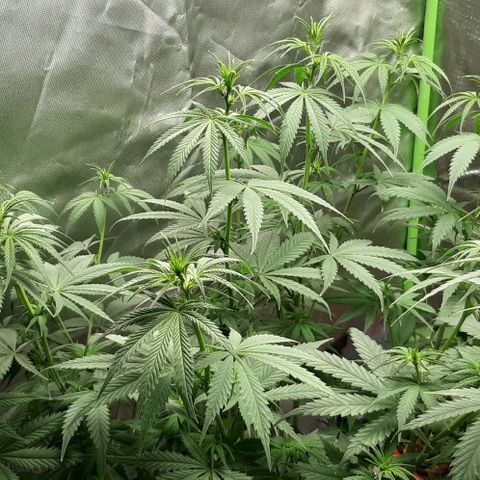HP-00 growlog timeline photo