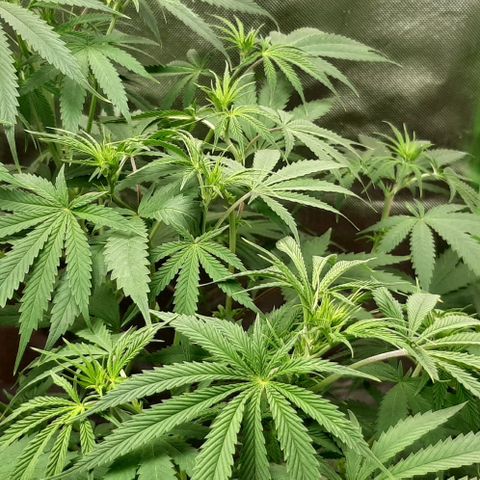 SB1-00 growlog timeline photo