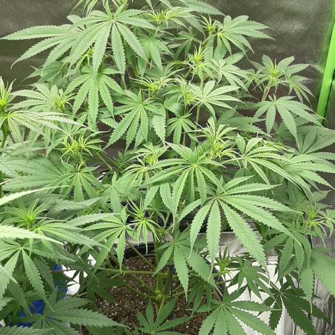 SB1-00 growlog timeline photo
