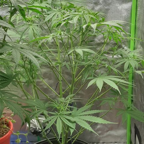 SB1-00 growlog timeline photo