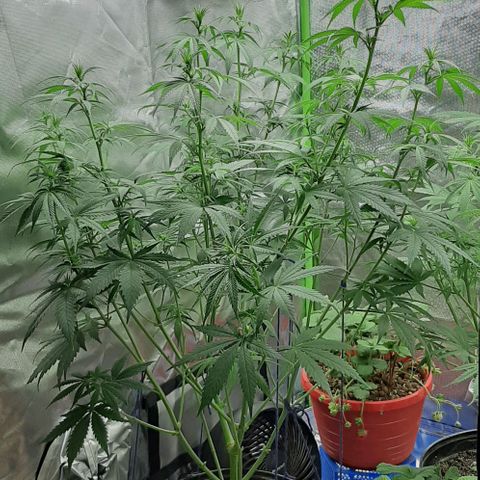 HP-00 growlog timeline photo