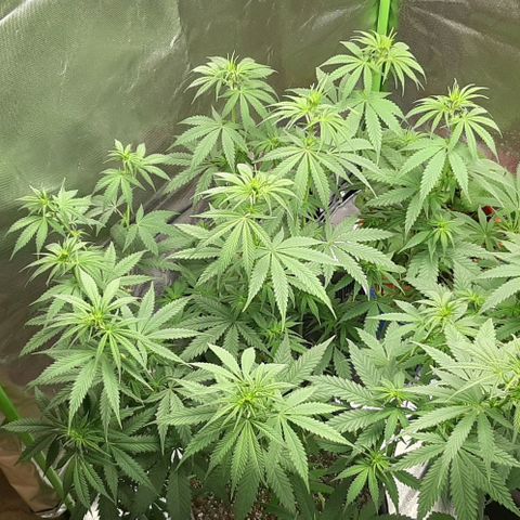 HP-00 growlog timeline photo
