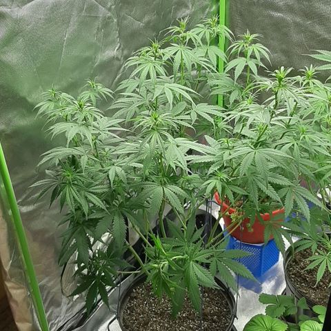 HP-00 growlog timeline photo