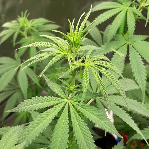 HP-00 growlog timeline photo