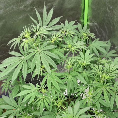 SB1-00 growlog timeline photo