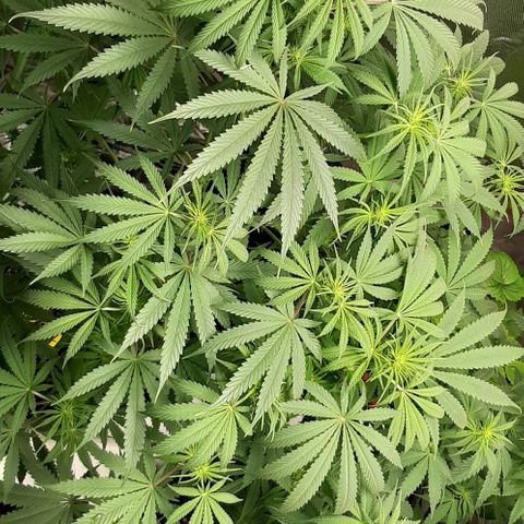 SB1-00 growlog timeline photo
