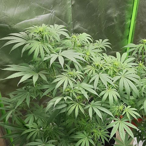 SB1-00 growlog timeline photo