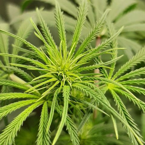 SB1-00 growlog timeline photo