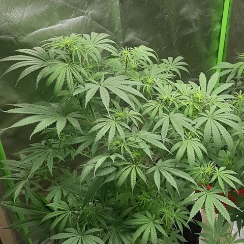 SB1-00 growlog timeline photo