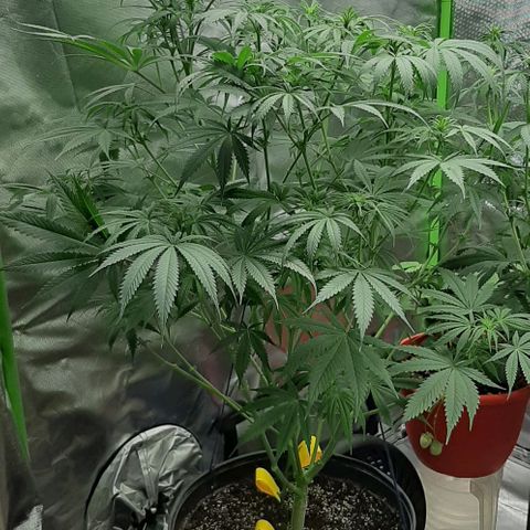 SB1-00 growlog timeline photo