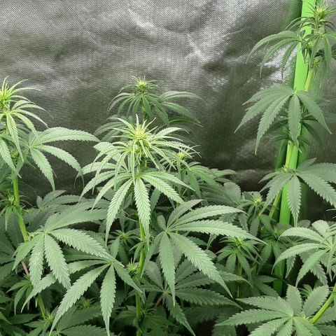 HP-00 growlog timeline photo