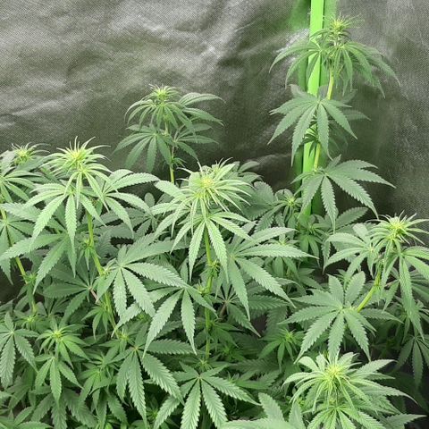 HP-00 growlog timeline photo