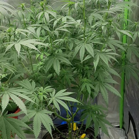 HP-00 growlog timeline photo