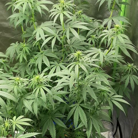 HP-00 growlog timeline photo