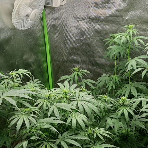HP-00 growlog timeline photo