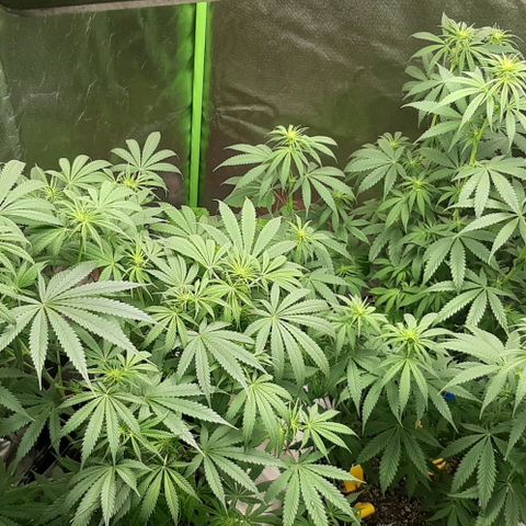 HP-00 growlog timeline photo
