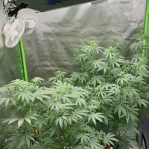 HP-00 growlog timeline photo