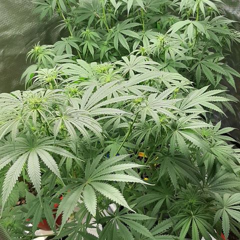 HP-00 growlog timeline photo
