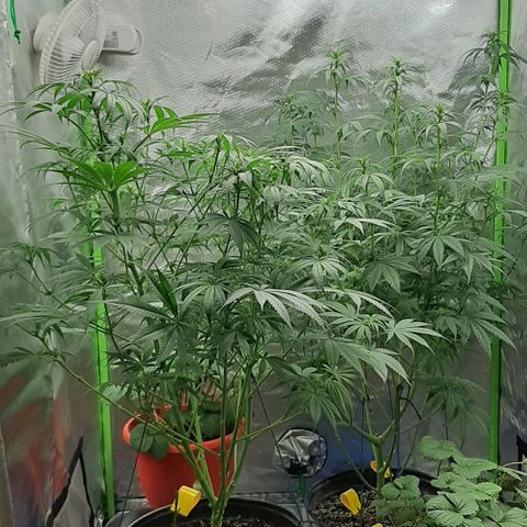 HP-00 growlog timeline photo