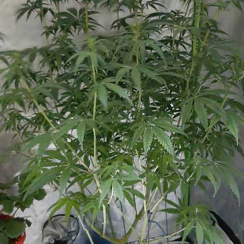 HP-00 growlog photo: Lights Off