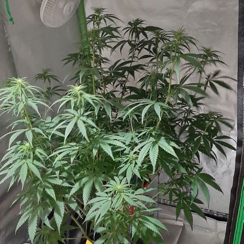 HP-00 growlog photo: Lights Off