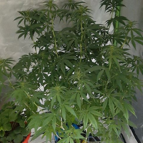 HP-00 growlog photo: Lights Off