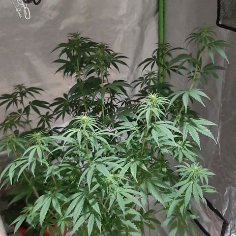 HP-00 growlog photo: Lights Off