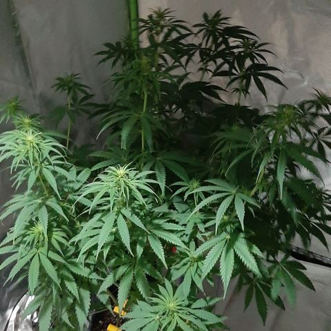 HP-00 growlog photo: Lights Off