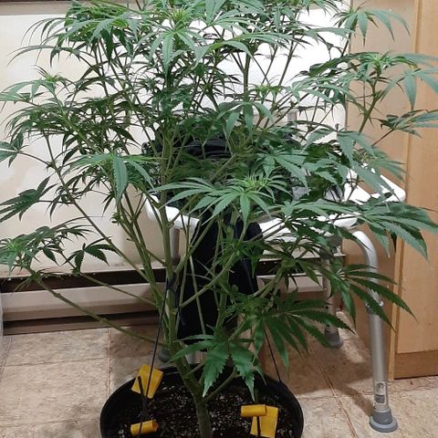SB1-00 growlog timeline photo
