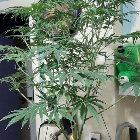 SB1-00 growlog timeline photo