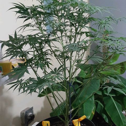SB1-00 growlog timeline photo