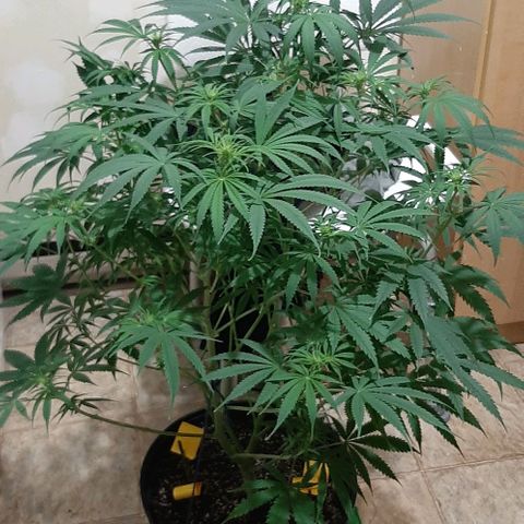 SB1-00 growlog timeline photo