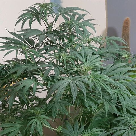 SB1-00 growlog timeline photo