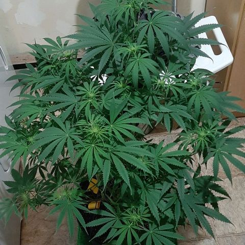 SB1-00 growlog timeline photo
