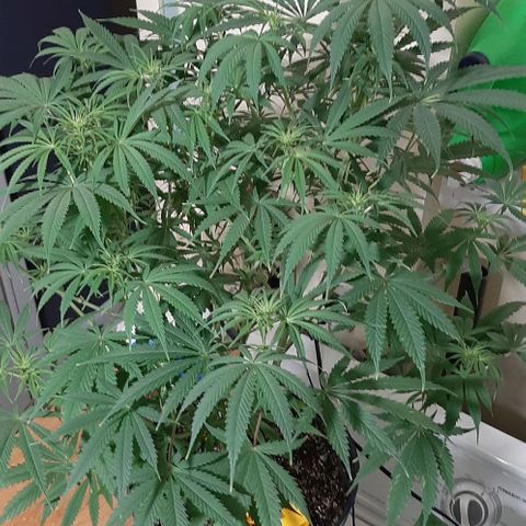 SB1-00 growlog timeline photo