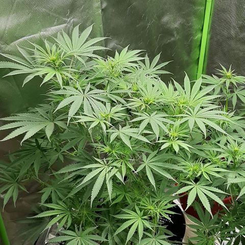 SB1-00 growlog timeline photo