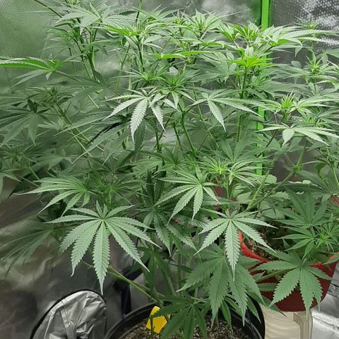 SB1-00 growlog timeline photo