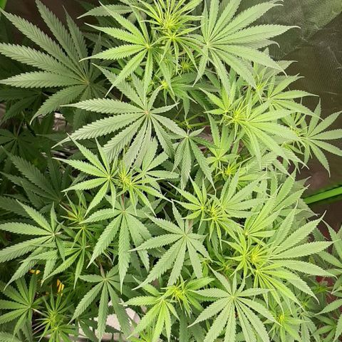 SB1-00 growlog timeline photo