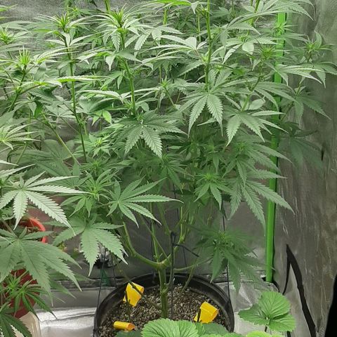 HP-00 growlog timeline photo