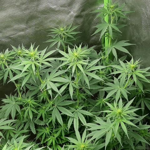 HP-00 growlog timeline photo