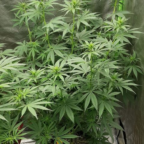 HP-00 growlog timeline photo