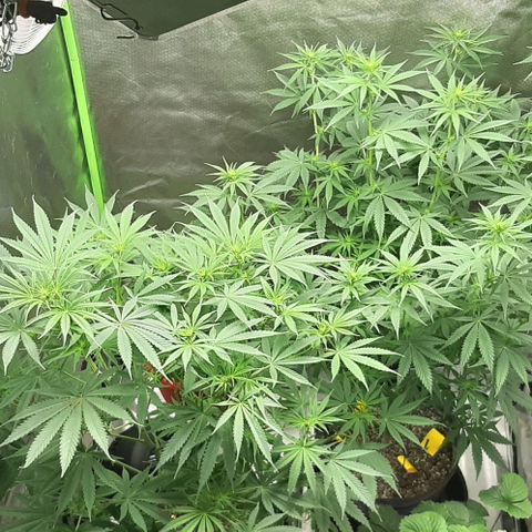 HP-00 growlog timeline photo